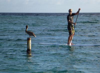 Chilling with pelicans